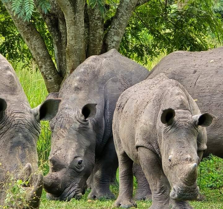 The Discover Ziwa Where Rhinos Roam and Nature Thrives!